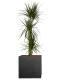 Drachenbaum (Dracaena Marginata ) "3er Tuff" 120 cm