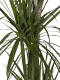 Drachenbaum (Dracaena Marginata ) "3er Tuff" 120 cm