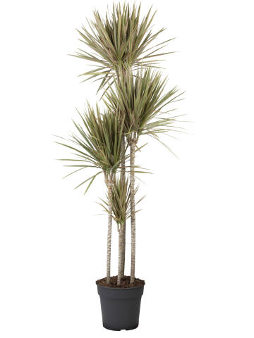 Drachenbaum (Dracaena Marginata Bicolor) 3er Tuff 110 cm