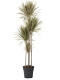 Drachenbaum (Dracaena Marginata Bicolor) 160 cm