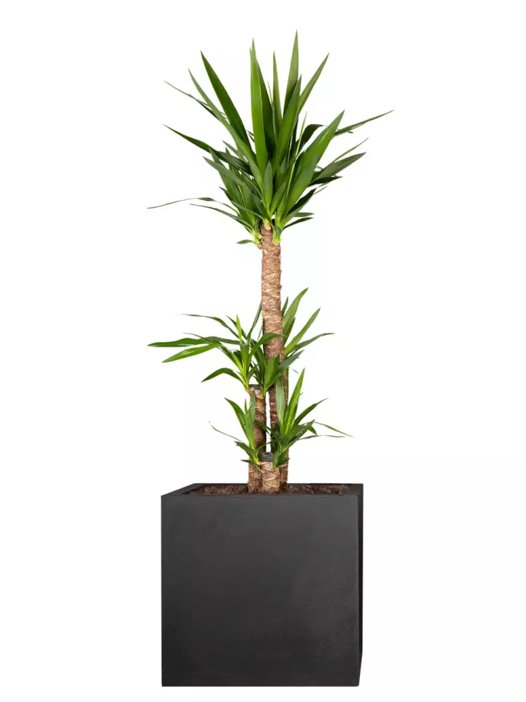 riesen-palmlilie "yucca elephantipes" 100cm günstig kaufen