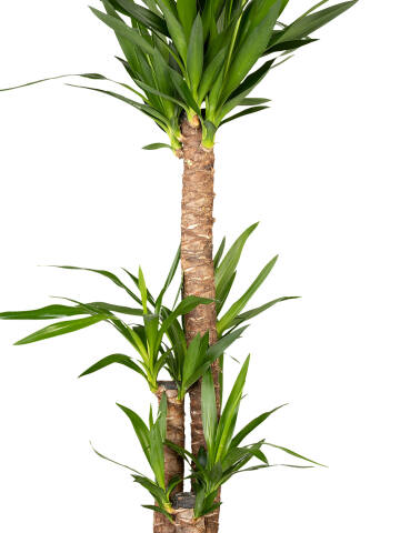 Riesen-Palmlilie (Yucca Elephantipes) 3er Tuff 100 cm