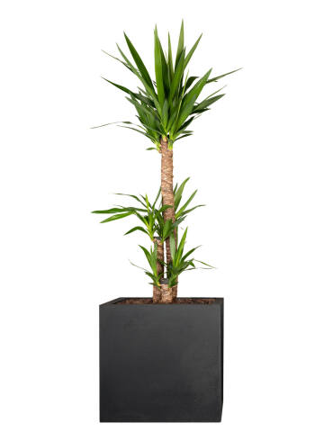 Riesen-Palmlilie (Yucca Elephantipes) 3er Tuff 100 cm