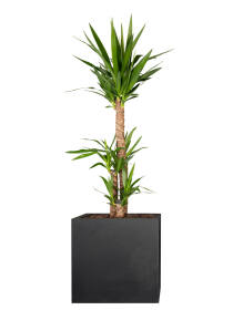 Riesen-Palmlilie (Yucca Elephantipes) "3er...