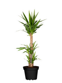 Riesen-Palmlilie (Yucca Elephantipes) "3er Tuff" 150 cm