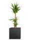 Riesen-Palmlilie (Yucca Elephantipes) "3er Tuff" 150 cm