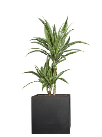 Drachenbaum (Dracaena Fragrans) 70-80 cm - 2er Set