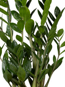 Glücksfeder (Zamioculcas Zamiifolia)