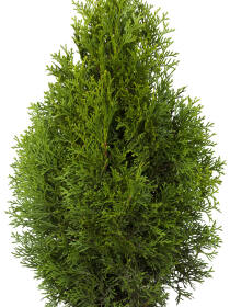 Lebensbaum (Thuja occidentalis) "Smaragd" 40-60 cm - 3er Set