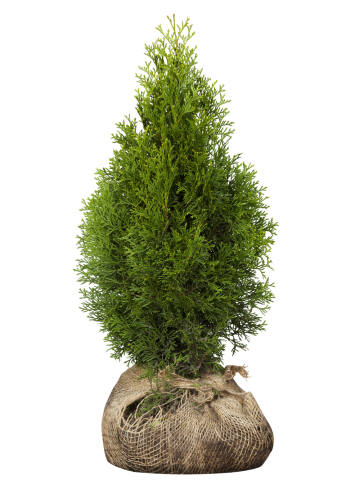 Lebensbaum (Thuja occidentalis) Smaragd 80-100 cm - 3er Set