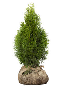 Lebensbaum (Thuja occidentalis) "Smaragd" 80-100 cm - 3er Set