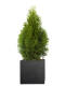 Lebensbaum (Thuja occidentalis) "Smaragd" 80-100 cm - 3er Set