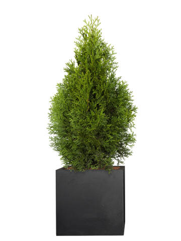 Lebensbaum (Thuja occidentalis) Smaragd 100-120 cm - 2er Set