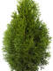 Lebensbaum (Thuja Occidentalis) "Smaragd" 120-140 cm