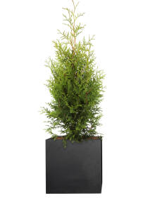 Lebensbaum (Thuja occidentalis) "Brabant" 80-100 cm - 4er Set