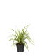 Japanische Segge (Carex morrowii) "Ice Dance" 15 cm - 3er Set