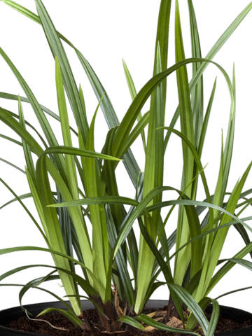Grünblatt Segge (Carex) Irish Green 10-20 cm - 9er Set