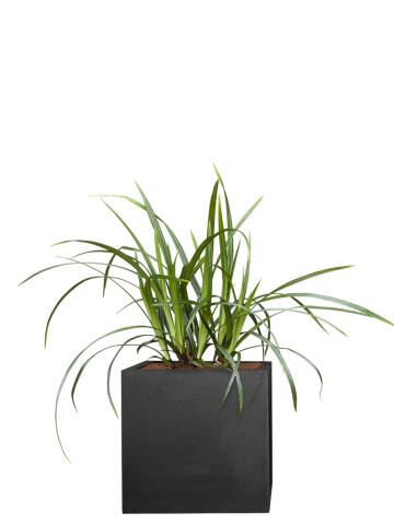 Grünblatt Segge (Carex) Irish Green 10-20 cm - 9er Set
