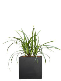 Grünblatt Segge (Carex) "Irish Green" 10-20 cm - 9er Set