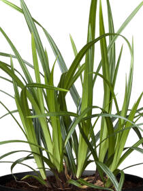 Grünblatt Segge (Carex) "Irish Green"...