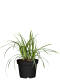 Grünblatt Segge (Carex) "Irish Green" 10-20 cm - 9er Set