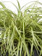 Gold Segge (Carex Oshimensis) "Evergold" - 3er Set - 40cm hoch