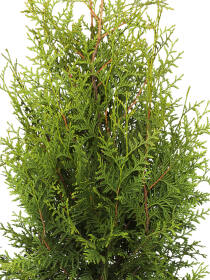 Lebensbaum (Thuja occidentalis) "Brabant" 60-80 cm - 3er Set