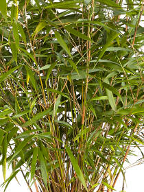 Gartenbambus (Fargesia scabidra) "Asian Wonder"