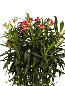 Oleander (Nerium oleander) 60cm - Rot