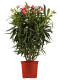 Oleander (Nerium oleander) 60cm - Rot