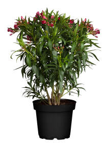 Oleander (Nerium oleander) 75cm - Rot