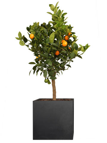Orangenbaum (Citrus mitis) Calamondin Stammhöhe 45 cm