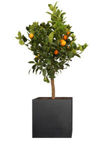 Orangenbaum (Citrus mitis) "Calamondin" Stammhöhe 65 cm