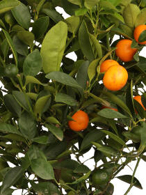 Orangenbaum (Citrus mitis) "Calamondin"...