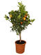 Orangenbaum (Citrus mitis) "Calamondin" Stammhöhe 65 cm