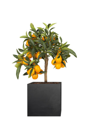 Kumquat (Citrus fortunella) Stammhöhe 55 cm