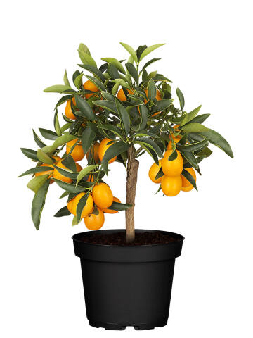 Kumquat (Citrus fortunella) Stammhöhe 55 cm
