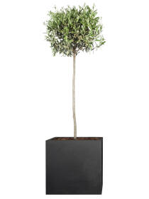 Olivenbaum (Olea europaea) Stammhöhe 140 cm