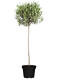 Olivenbaum (Olea europaea) Stammhöhe 140 cm
