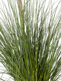 Pampasgras (Cortaderia selloana) "Pumila" 60cm - 2er Set