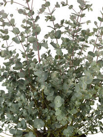 Eukalyptus (Eucalyptus gunnii) 80 cm