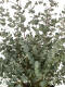 Eukalyptus (Eucalyptus gunnii) 80 cm