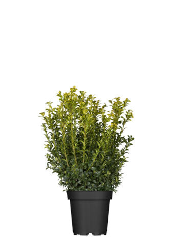 Buchsbaum (Buxus Sempervirens)