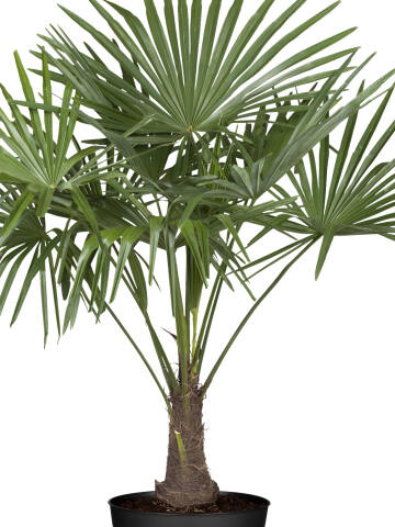 Hanfpalme (Trachycarpus fortunei) 80 cm