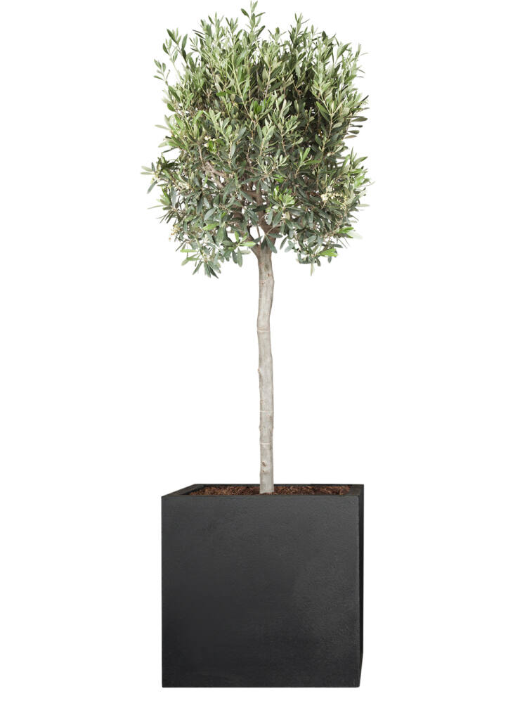 Höhe  ca Naturgetreuer Olivenbaum 12,0-15,0 cm 