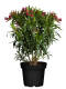 Oleander (Nerium oleander) 100cm - Rot