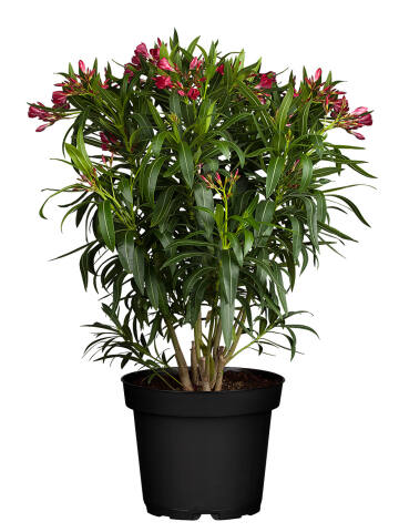 Oleander (Nerium oleander) Rot
