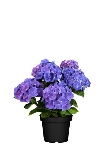 Hortensie (Hydrangea macrophylla) 50 cm - blau