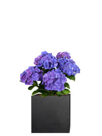 Hortensie (Hydrangea macrophylla) 50 cm - blau
