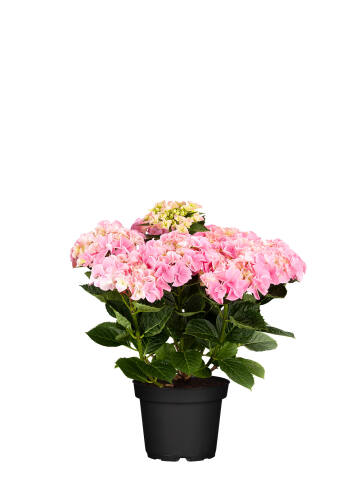 Hortensie (Hydrangea macrophylla) 50 cm - rosa